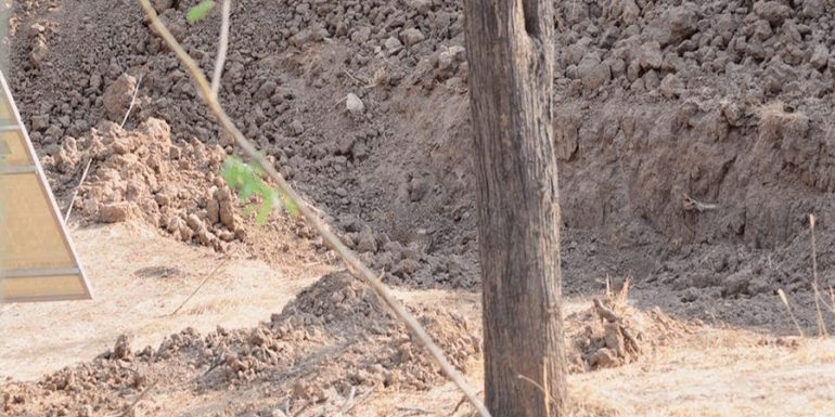 revto-viral-encontrar-a-leopardo-770×513